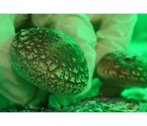 香菇的一生｜现代农业种植和收获香菇