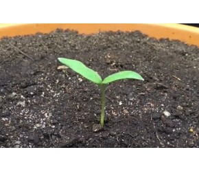茄子种植方法，现代农业：茄子的种植与收获
