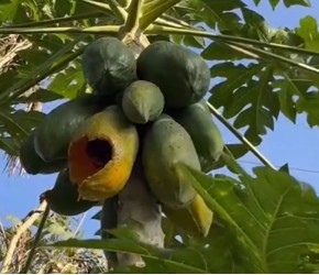 木瓜树这样给它来几刀，不仅结果多而且大，矮化后还方便采摘管理