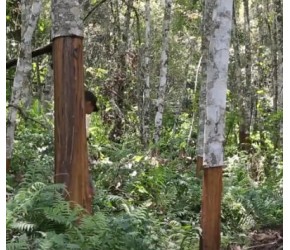 肉桂怎样种植出来？又是怎样收获桂皮？来看肉桂的一生