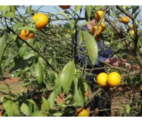 沃柑这种植技术太绝了！甜到吃的停不下来，一棵树能挂果几百斤！