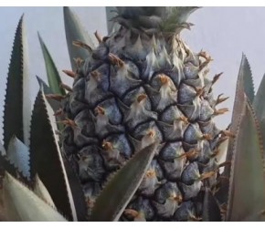 用菠萝头种植，像这样操作，才能结出甜甜香香的菠萝！