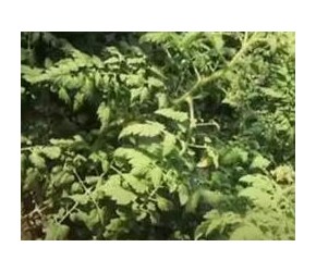 蔬菜种植技术培训