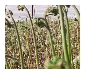 山野菜种植技术
