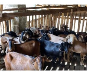 做养殖什么是关键?农村人给羊打虫,这是一个技术活