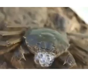 妥妥的乡味:蟹稻共生养殖模式,为何产量不高却不改变方法