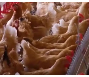 现代自动养鸡技术,现代化养殖,看完全过程让人沉默