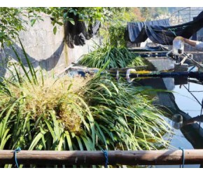 水池上架设诱虫灯养溪石斑,整整2年过去了,今天清池测量下鱼