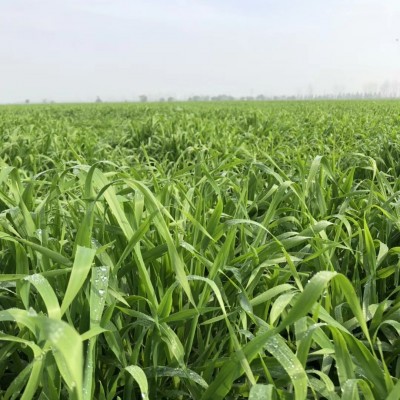 大麦苗粉 万事达 食品级大麦若叶青汁粉 高温灭菌 28年源头工厂图2