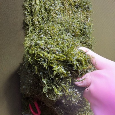 威海荣成新鲜盐渍马尾藻 鞭炮竹 海藻 海草 长寿菜5斤装厂家直售图4