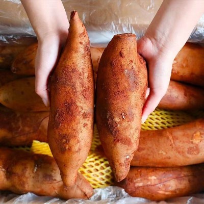 云南天山黄心雪莲果新鲜水果脆甜多汁低糖黄心脆甜现挖大果可代发图2