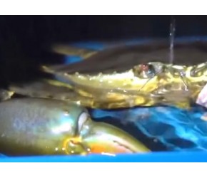 泥蟹养殖：它们一辈子见不得光，却长势很快！