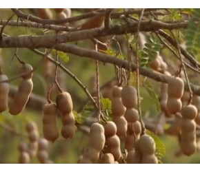 罗望子的栽培、收获与加工