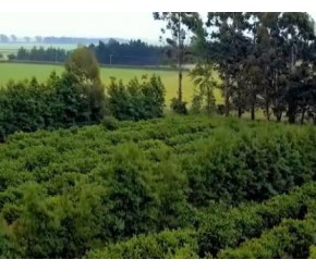 榛子的栽培、收获与加工