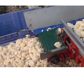 花椰菜的栽培、收获与加工