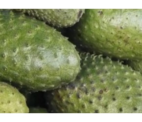 番荔枝的栽培、收获与加工