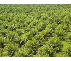 油棕果的收获及棕榈油加工