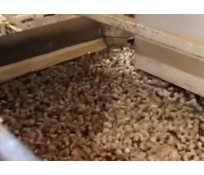 杏仁的种植、采收与加工