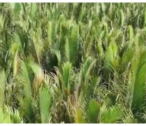 尼帕棕榈的种植、采收与加工