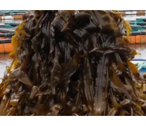 海带的养殖、收获与加工