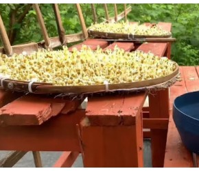 豆芽的栽培、收获与加工