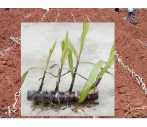 甘蔗的种植与种蔗的制作