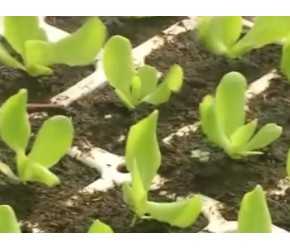 黄油生菜的栽培、收获与加工