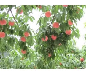 日本蜜桃的栽培与收获