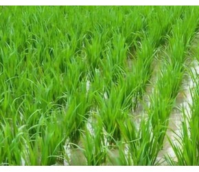 为什么越来越多的农民，要在水稻田里养鱼？