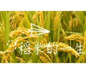 水稻的一生