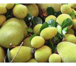 现代农业种植和收获世界上最大的水果波罗蜜