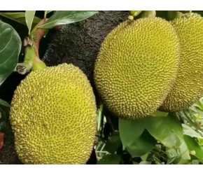 菠萝蜜是什么季节的水果？菠萝蜜是高糖水果吗？怎样挑选菠萝蜜？