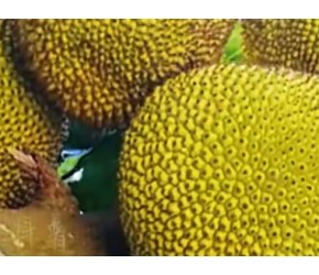 菠萝蜜和榴莲是近亲吗？菠萝蜜和菠萝又有什么关系呢？