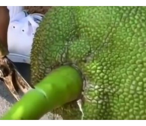 大家知道摘菠萝蜜的方法吗？看完真涨知识了，绝了！