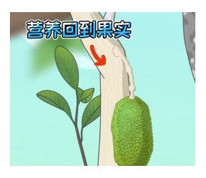菠萝蜜树喜欢被砍
