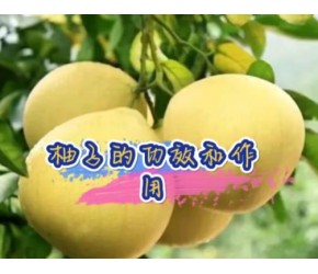 柚子的功效和作用