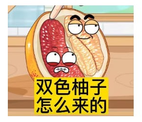 双色柚子怎么来的