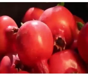 现代农业：石榴的种植与收获