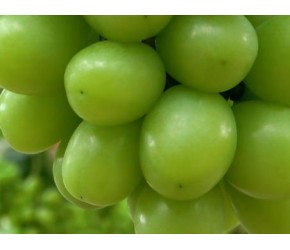 广州本地葡萄成熟上市，来尝尝现代农业科学种植的“鲜甜”