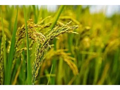 水稻僵苗怎么办？水稻僵苗原因及解决方法