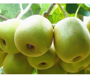 猕猴桃根、芽、枝、花各有特点，管理技术详细介绍！