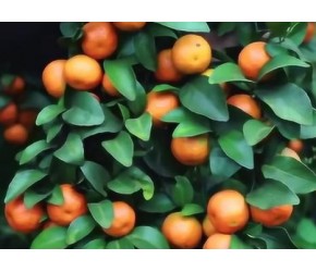 橘农收藏：柑橘病虫害及防治方案总结！