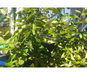 柠檬种植新知识：如何盆栽能使柠檬结得多？