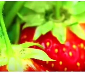 33种植物的种植简单技巧，学会了谁都是园艺小能手！