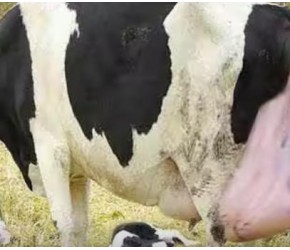 智能奶牛养殖技术 神奇挤奶收获厂