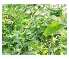 番茄出现灰霉咋办？你只会打药？可能喷花出问题了