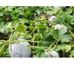 种植冬瓜要向高产，请注意这3大步骤，做好了冬瓜个大又高产