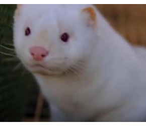 现代养殖业之——貂的养殖与皮毛产品加工