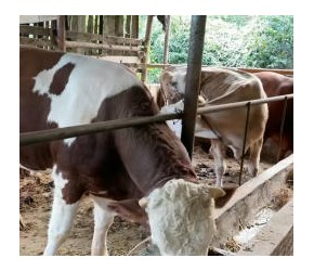 肉牛养殖多大规模合适#养牛#农业#牧草