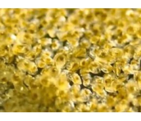 快看，这些生蚝正在生宝宝！揭秘生蚝(牡蛎)的繁殖以及养殖过程